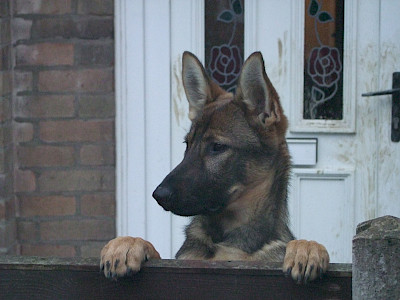 Photo of dog at doorstep