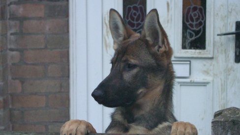 Photo of dog at doorstep