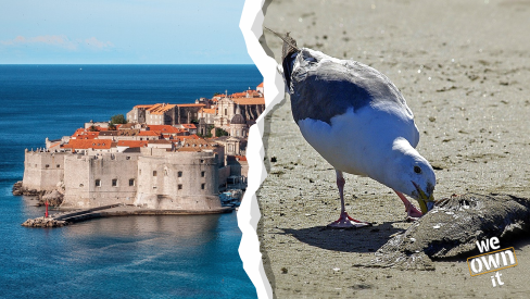 On left photo of clear seas and a city on the coast, on the right a photo of a bird eating a fish carcass on a beach.